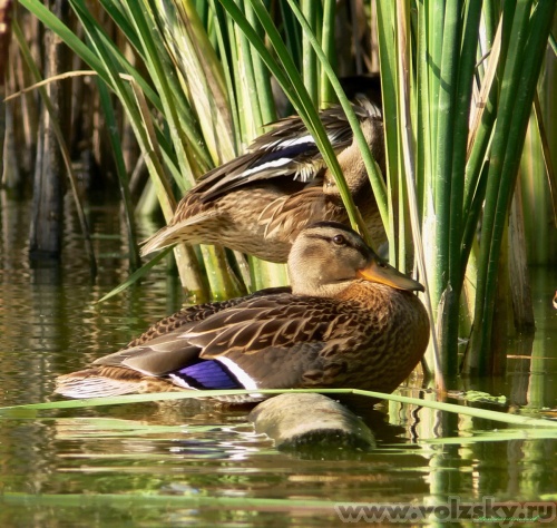 Konstantinovich:  .    14 ..