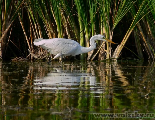 Konstantinovich: .  14 ..