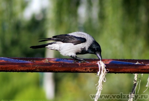 Konstantinovich: �������. ��������� ������.