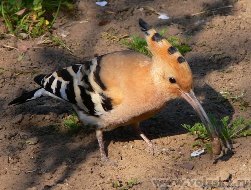 Konstantinovich: ����. ��������� ������.