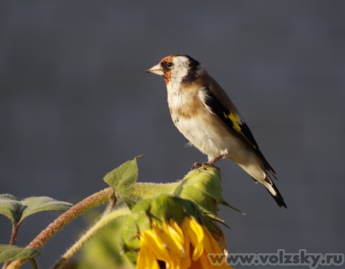 Konstantinovich: �����. 37 ����..