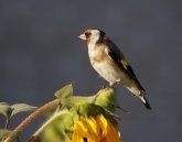 Konstantinovich: . 37 ..