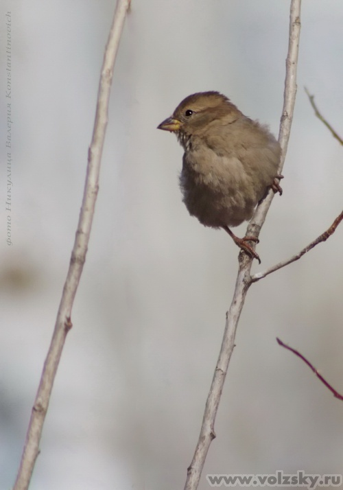 Konstantinovich: �� �������