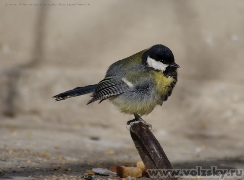 Konstantinovich: �������