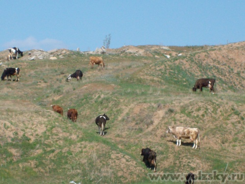 �������: ������