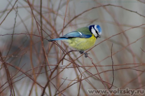 Konstantinovich: �������