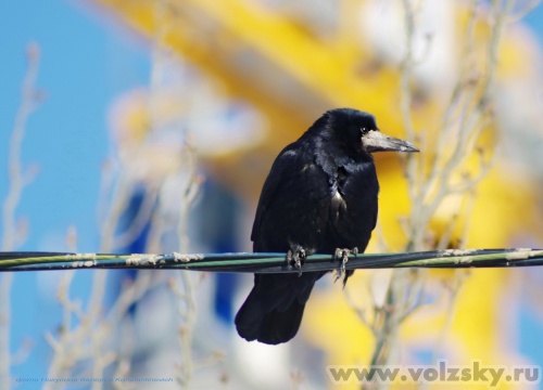 Konstantinovich: ���������� �����