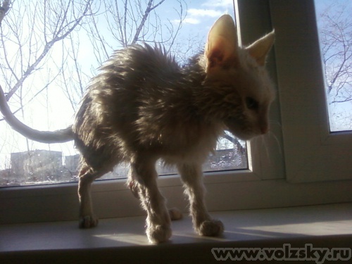 �����: ������ ���������