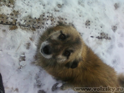 �����: �����