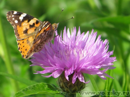 ���������: ���� ����