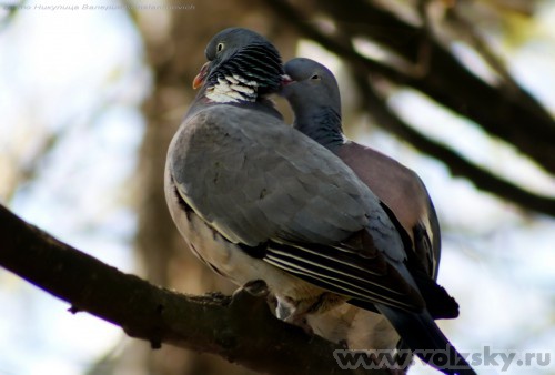 Konstantinovich: ������� ������ �������