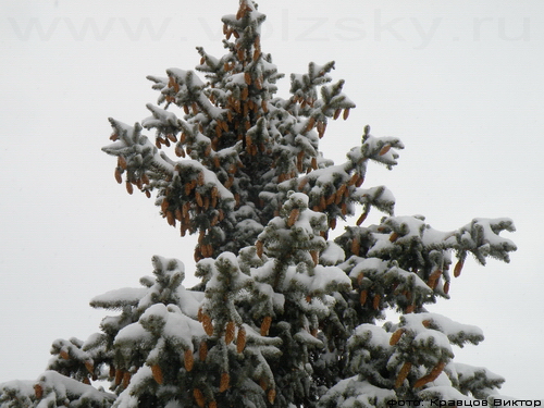 Превый день весны ознаменовался сильным снегопадом в Волжском