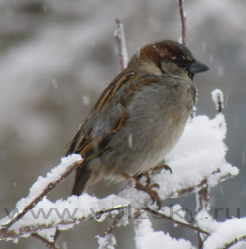 ������ 2009 � ��������