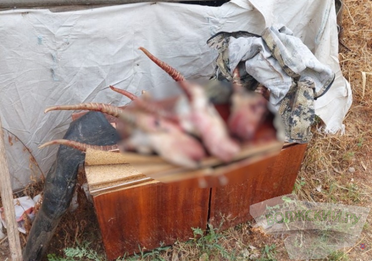 Под Волгоградом задержали браконьеров, убивших 10 сайгаков