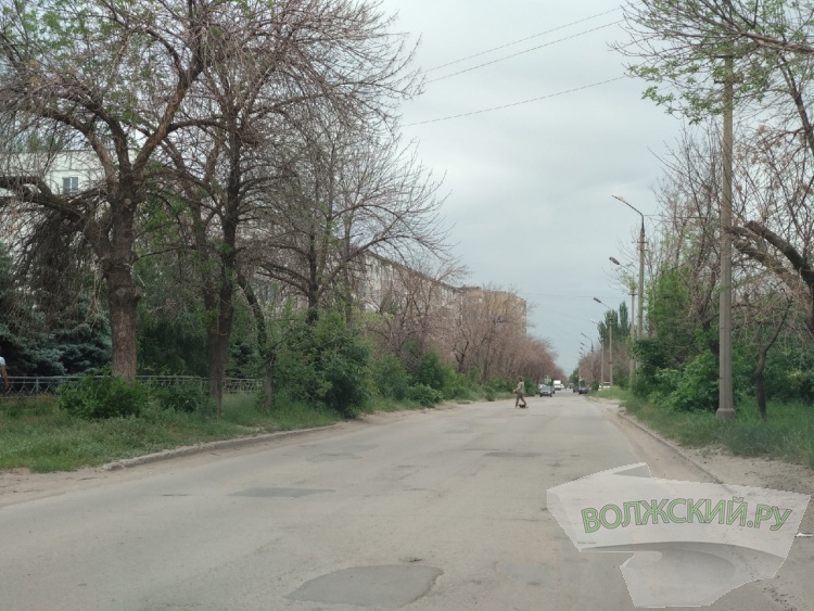 «Про ясени забыть»: в администрации Волжского обсудили гибель деревьев