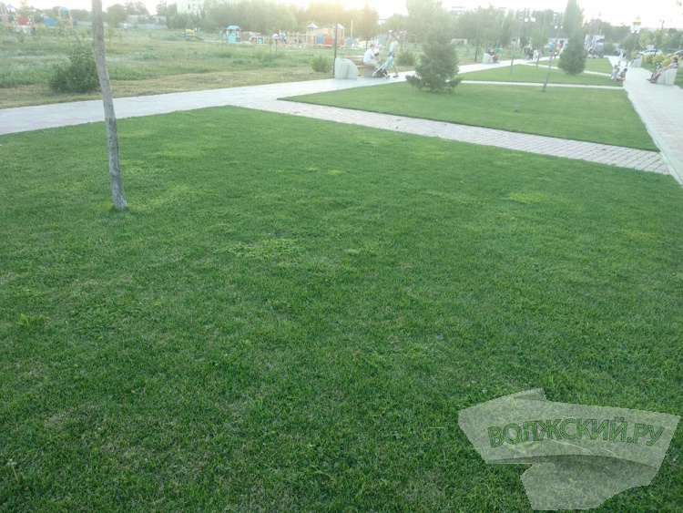 Парк «Новый город»: сухостой, трава по пояс и разруха