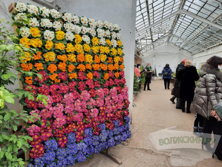 Весенний калейдоскоп цветов зажегся в оранжерее ботанического сада Волжского