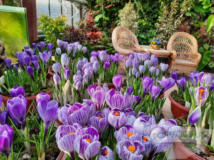 оранжерея волжский. волжский ботанический сад первоцветы. волжский ботанический сад первоцветы. волжская оранжерея волжский. волжский ботанический сад первоцветы.