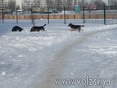 ���� ����� �������� ��������