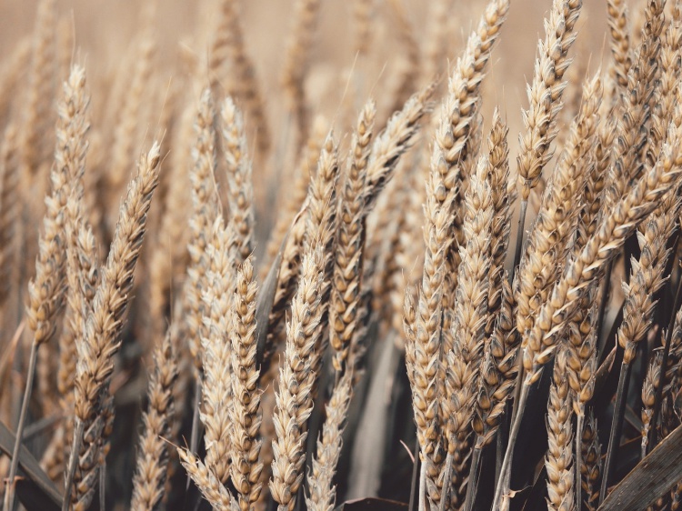 Аграрии Волгоградской области отправляют зерно в Африку и на Ближний Восток