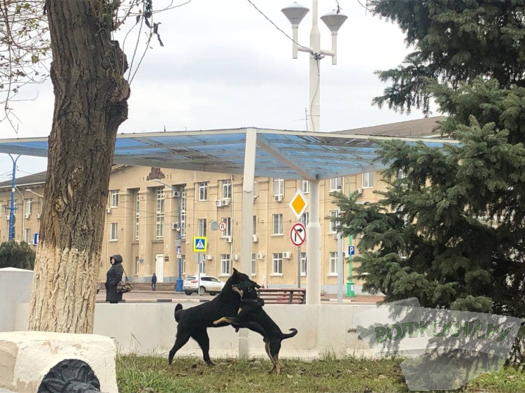 Вела себя неадекватно: в Волгоградской области из-за больной собаки ввели карантин