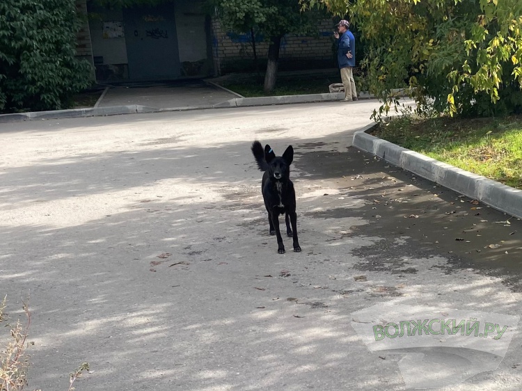 В Волгограде 9-летнего мальчика укусила биркованая собака 18.232.56.9 