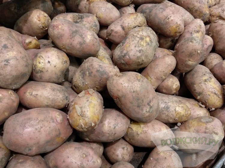 В регионе впервые за месяц подешевела картошка 3.235.65.220 