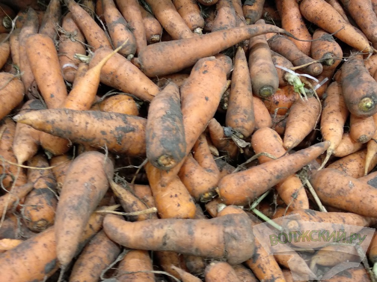 В Волгоградской области морковь подорожала почти на 15%