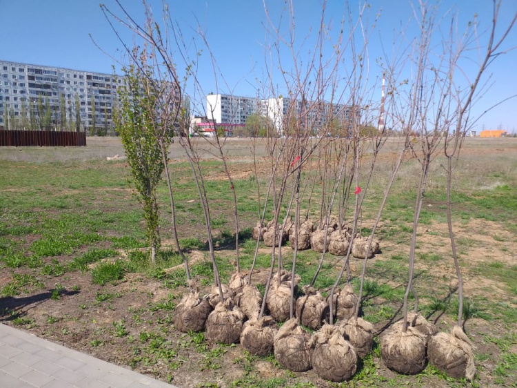 В Волжском новые деревья высадили в парке «ВГС» и вокруг очистных 3.236.46.172 