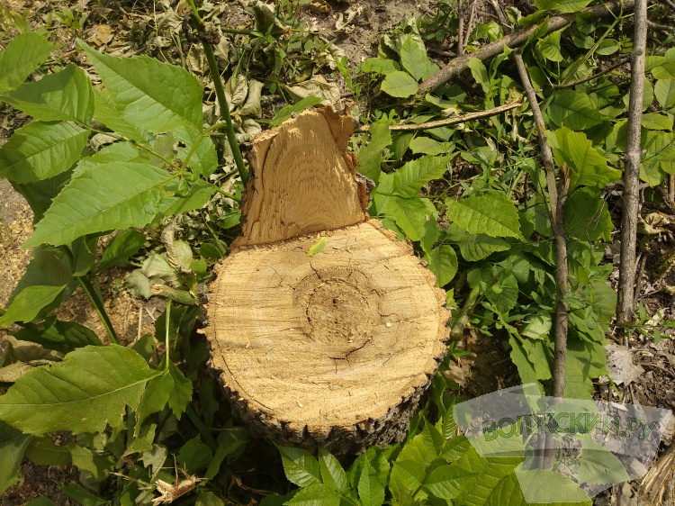 В скверах дороже: в Волжском утвердили расчет компенсации за уничтожение деревьев