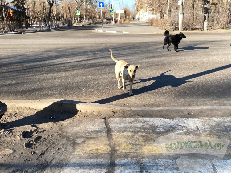 В Волжском отловят 150 собак, чтобы снова выпустить в город 100.25.42.211 