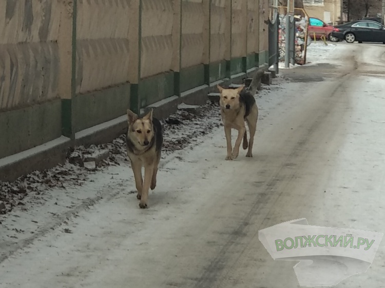 В Волгоградской области заметили снижение числа дворовых собак