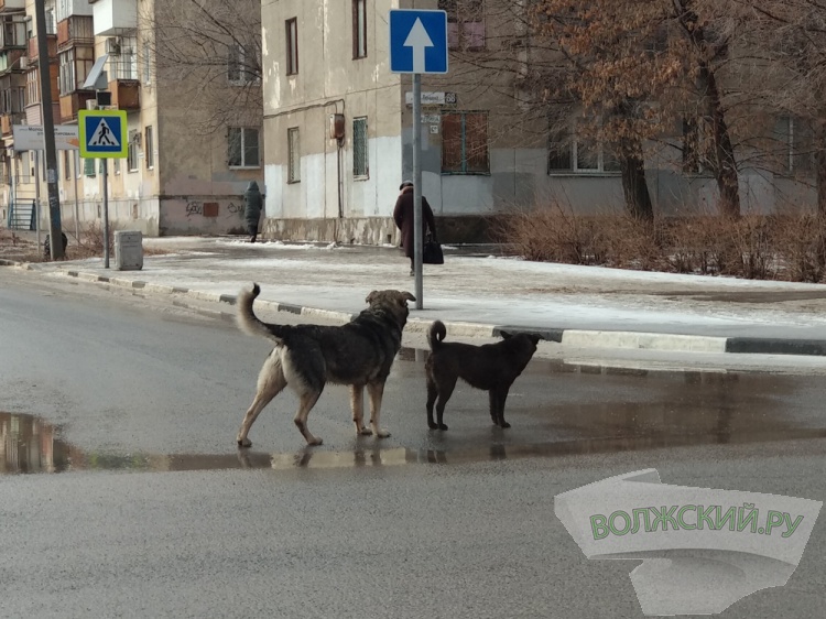 В Волгоградской области на 30% участились нападения собак
