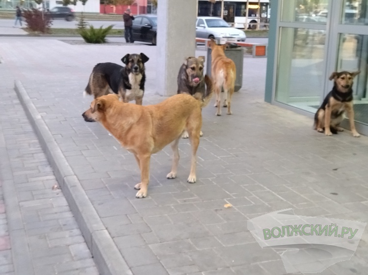 В Волжском стая собак напала на пенсионера на общественном пространстве