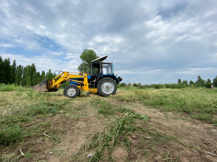 В Волгоградской области потратят 200 миллионов на снос деревьев в пойме и лесовосстановление