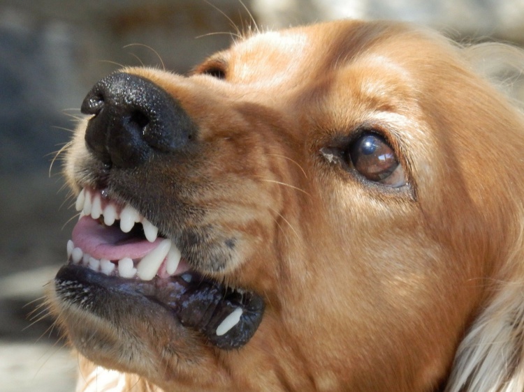В Волгограде на территории передержки МБУ «Северное» нашли чуму собак 18.232.59.38 