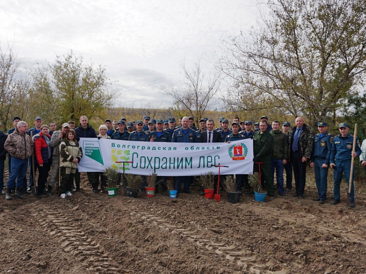 В Волгоградской области молодыми деревьями засадили 19 гектаров 18.232.179.5 