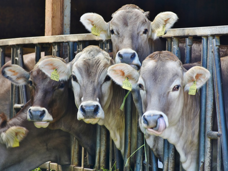 Жители Волгоградской области стали разводить больше коров