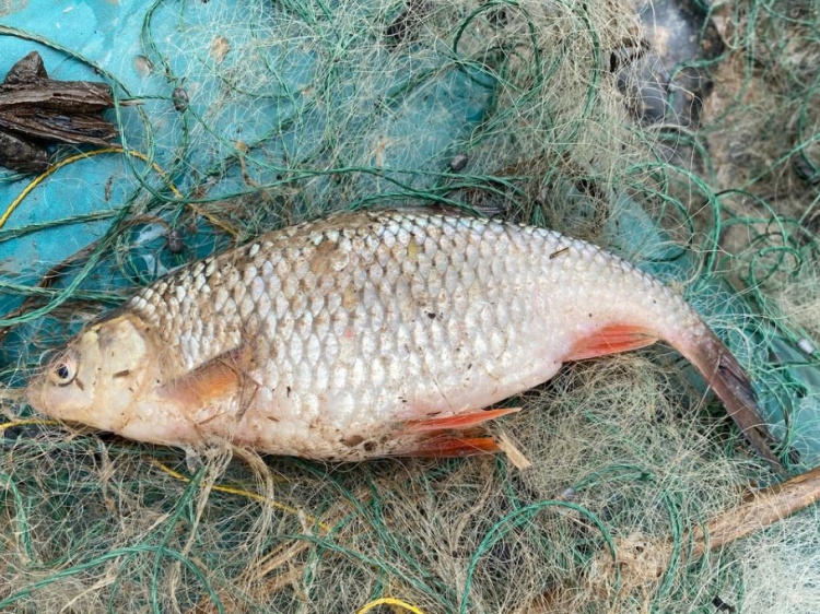 В Волгоградской области нашли раков и рыбу без документов