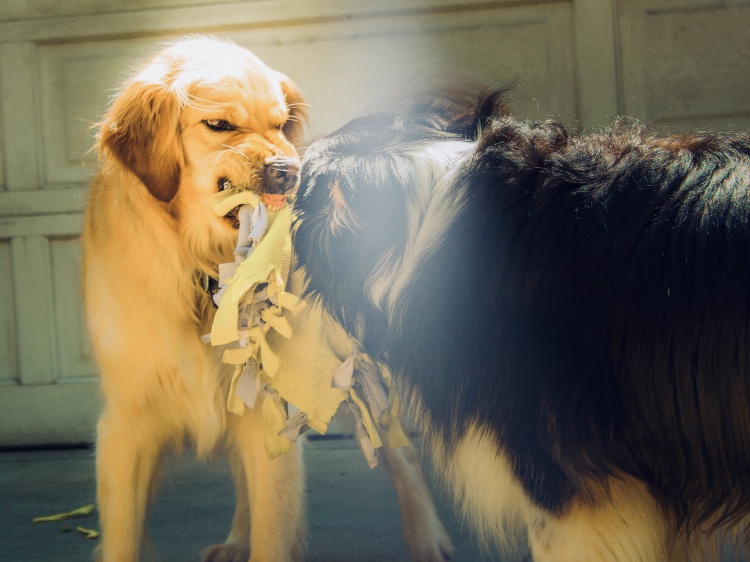Волжанка засудила дачников за укус собаки на территории СНТ 44.192.20.240 