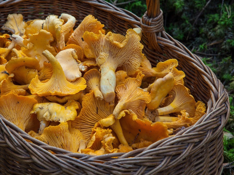 В Волгоградской области стали меньше травиться грибами