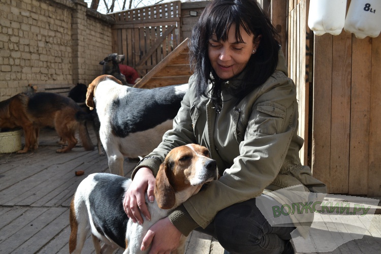 «98% бродячих собак рождены дома»: приют в Волжском спас 1,6 тысячи животных