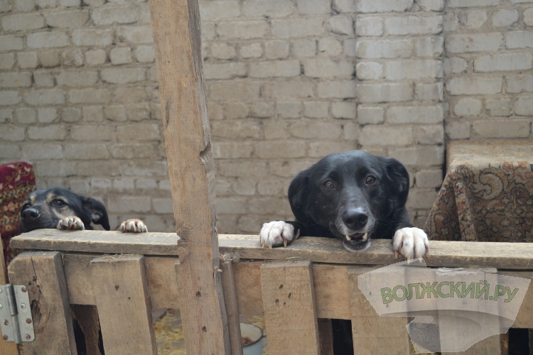 «98% бродячих собак рождены дома»: приют в Волжском спас 1,6 тысячи животных