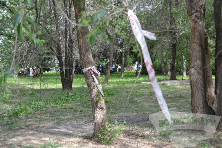 «Не выполнять работу нельзя»: ООО «Волжские тепловые сети» пытаются спасти незаконные деревья