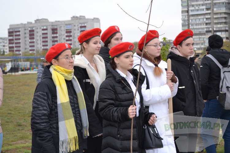 В День народного единства в Волжском заложили аллею в честь погибших в СВО