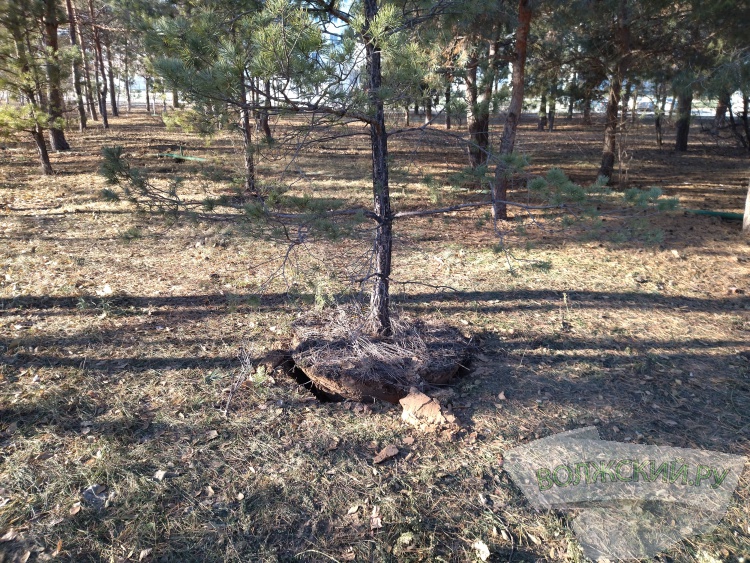 В Волжском пытаясь пересадить загубили 3-метровые сосны