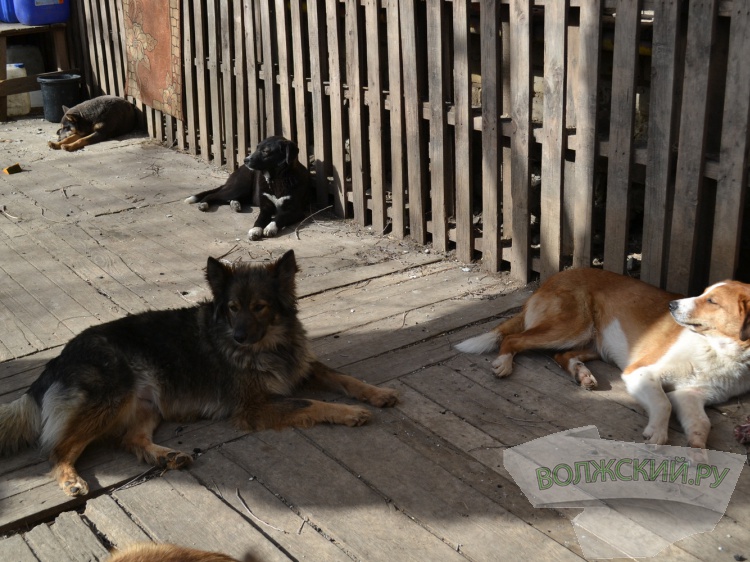 «98% бродячих собак рождены дома»: приют в Волжском спас 1,6 тысячи животных 35.172.111.71 
