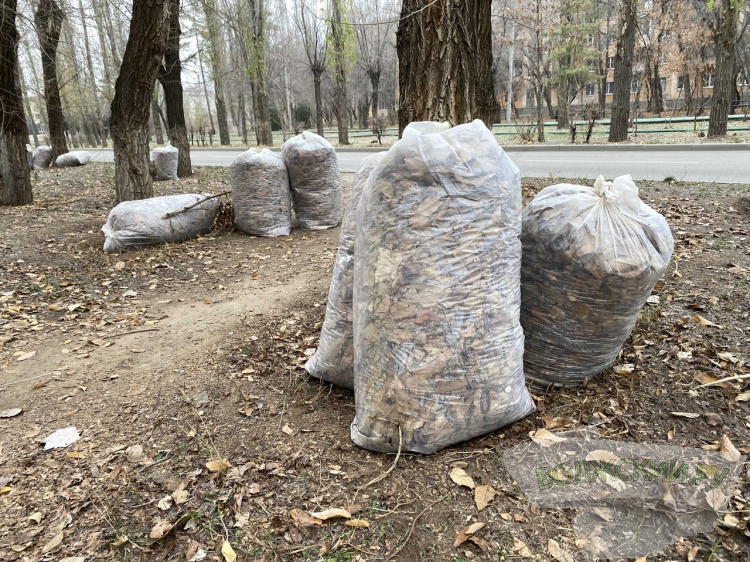 Из Волжского вывезли более 1,5 тысячи «кубов» опавшей листвы