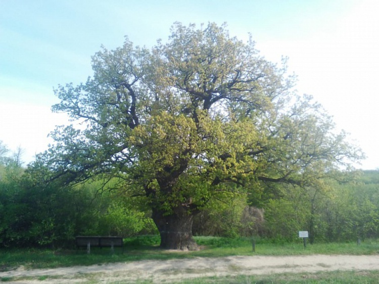 Дуб из Волгоградской области борется за звание «дерево года»