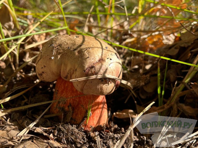 Без грибов и прогулок: в Волгоградской области хотят закрыть леса ещё на месяц